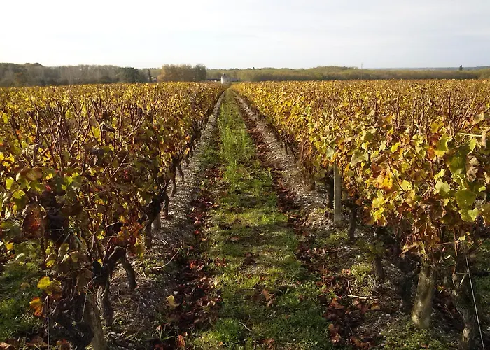 Couette-café Les Ormeaux Sauternes